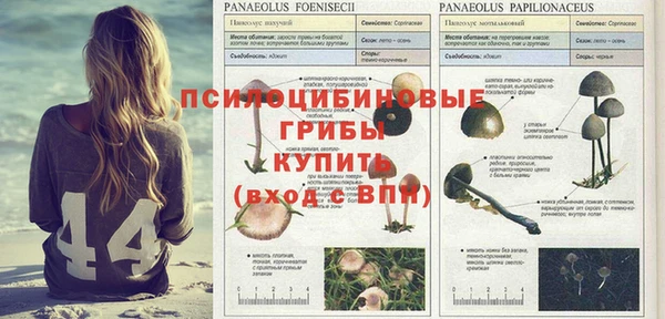 a pvp Дмитровск